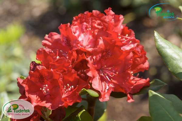 Rhododendron Tarantella